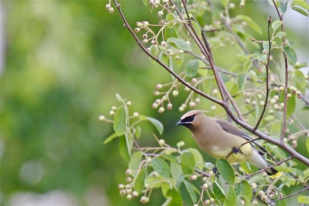 Cedar Waxwing in Serviceberry Tree by wjklos is licensed under CC BY 2.0
